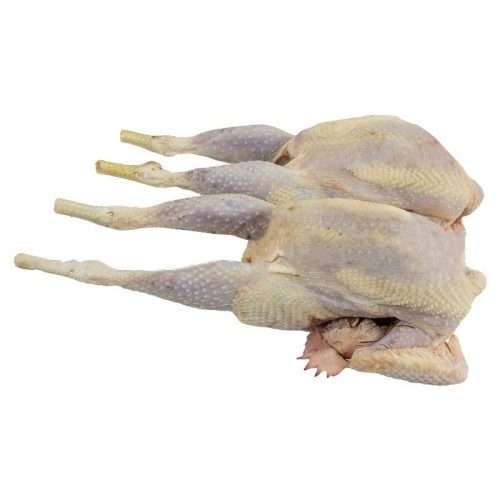 Hard Chicken (Old Layer)