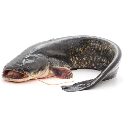 Cat Fish