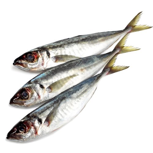 Horse Mackerel Fish (Kote)