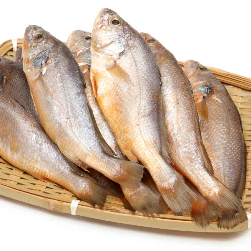 Croaker Fish