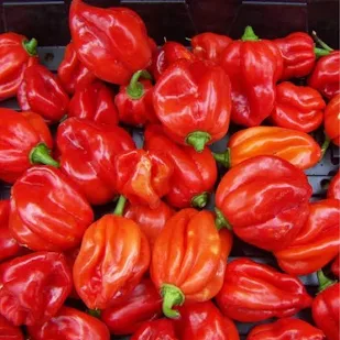 Hot Pepper